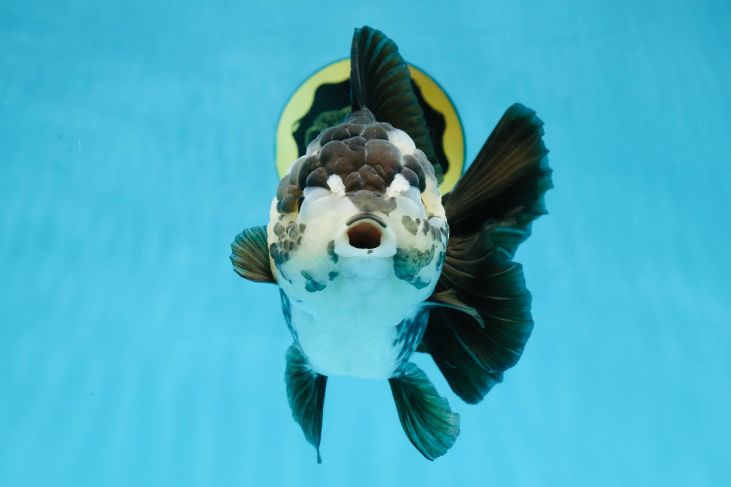 AAA Grade FLUFFY Panda Yuanbao Female 6-6.5 inches #100325YB_05