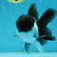 A Grade Panda Oranda Male 4.5-5 inches #010325OR_09