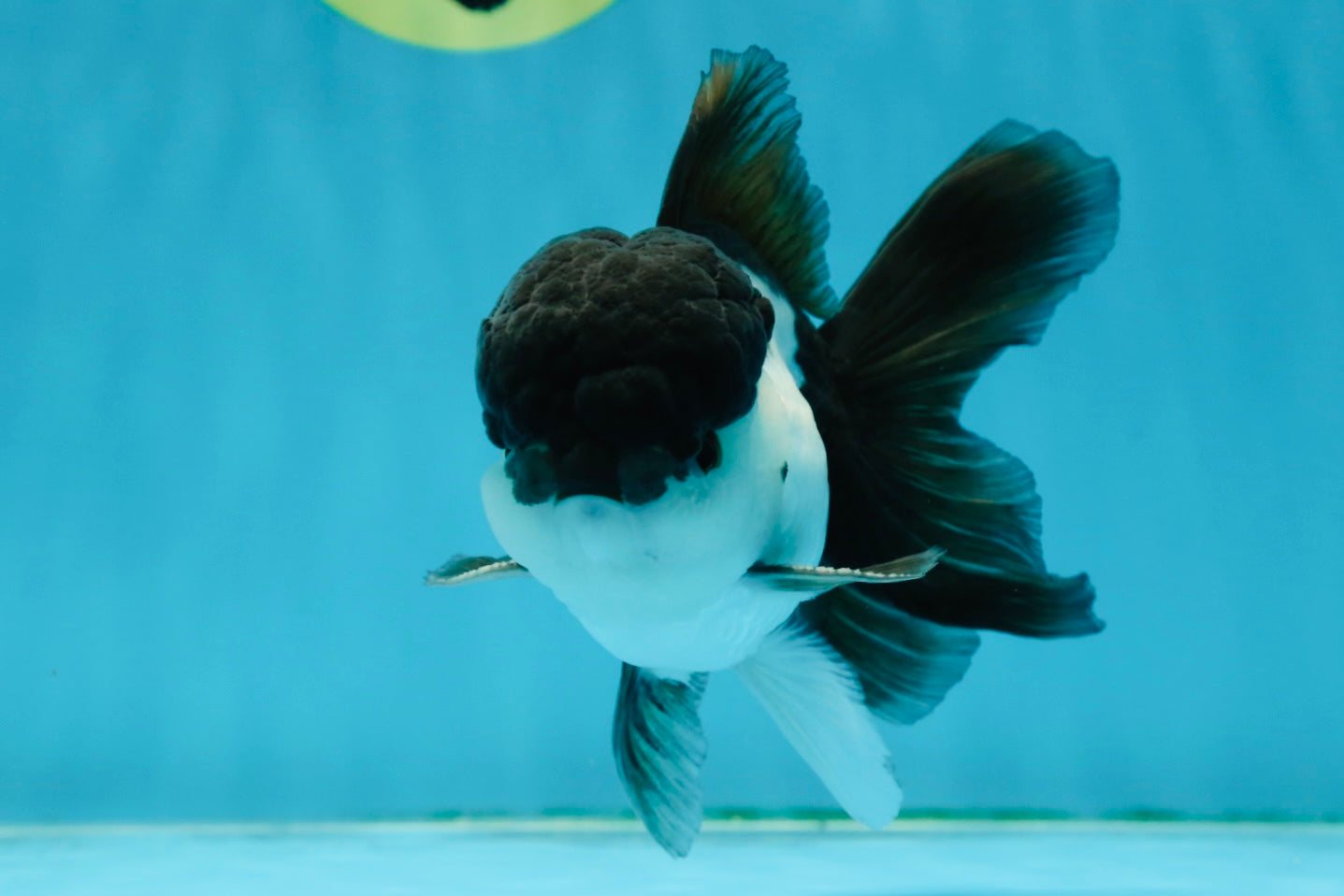 A Grade Panda Oranda Male 4.5-5 inches #010325OR_09