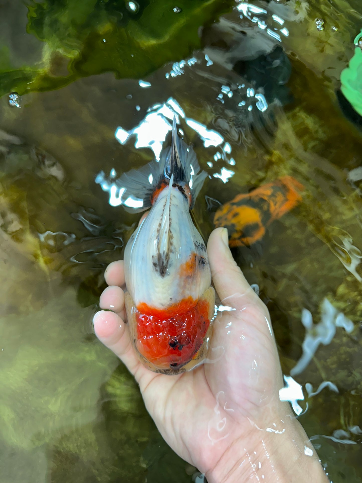 AAA Grade Godzilla Marble Yuanbao Female 5-5.5 inches #053025YB_01