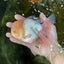 AAA Grade White Oranda Male 5.5 inches #050925OR_45