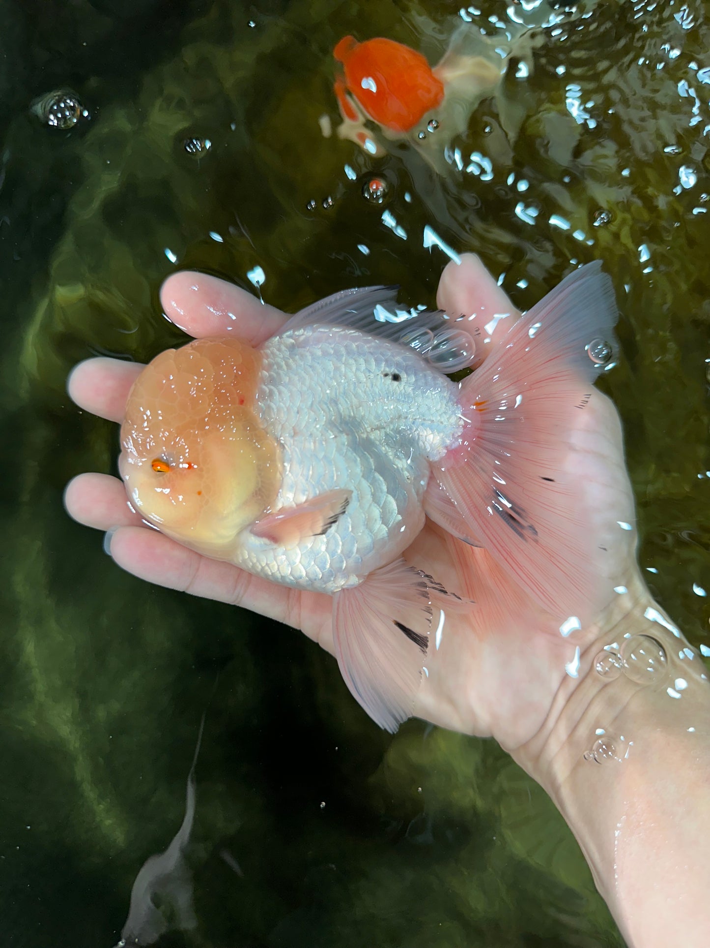 AAA Grade White Oranda Male 5.5 inches #050925OR_45