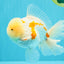 AAA Grade Red White Oranda Male 6 inches #030626OR_17