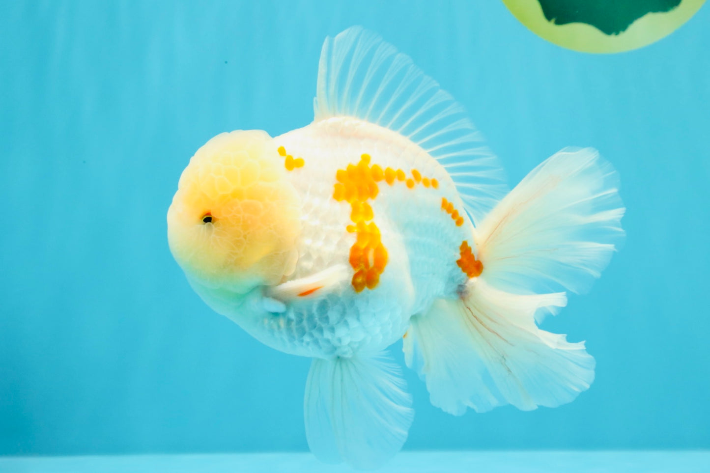 AAA Grade Red White Oranda Male 6 inches #030626OR_17