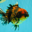 A Grade Tiger Oranda Male 5-5.5 inches #090426OR_06