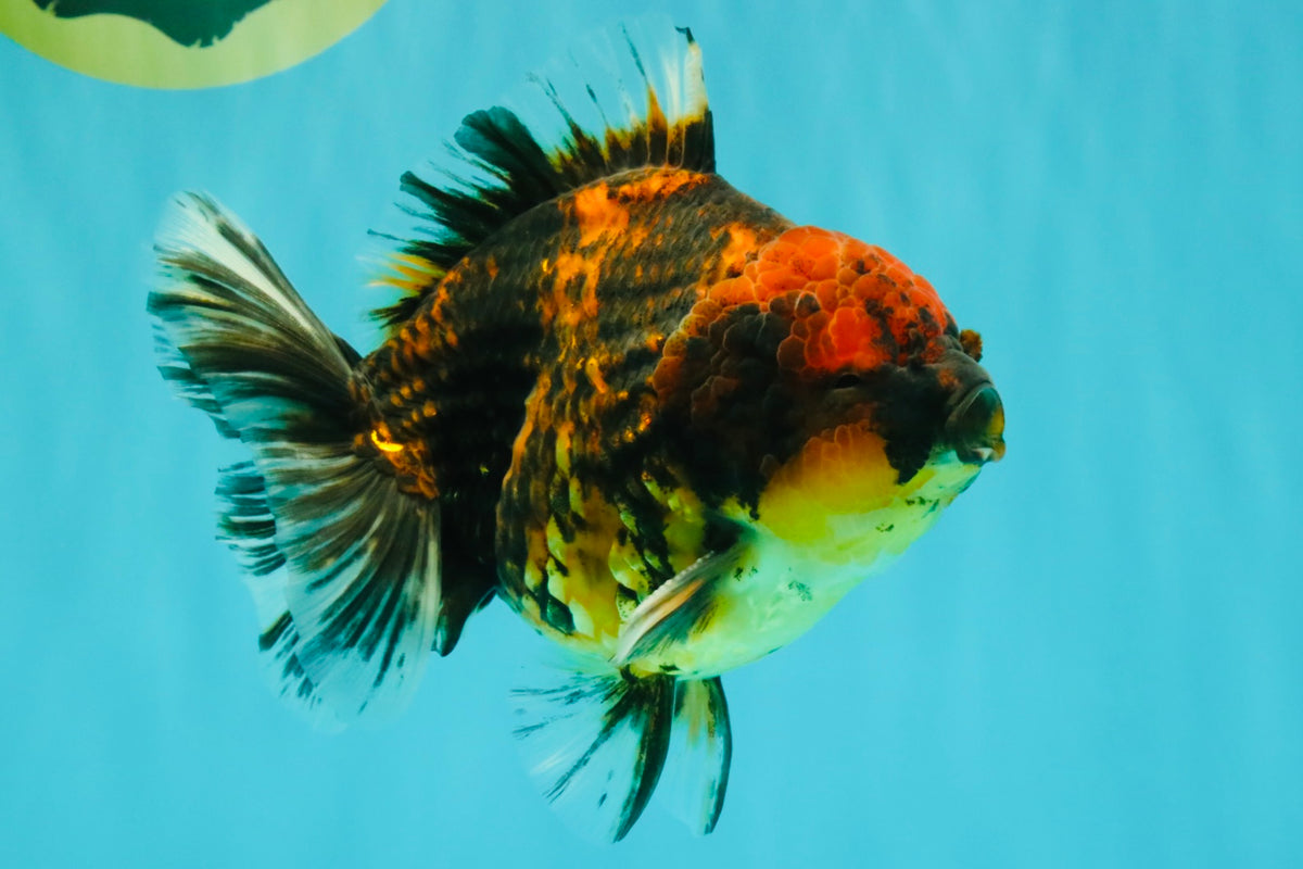 A Grade Tiger Oranda Male 5-5.5 inches #090426OR_06