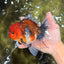 JUMBO A Grade Calico Oranda Male 6-6.5 inches #040326OR_21