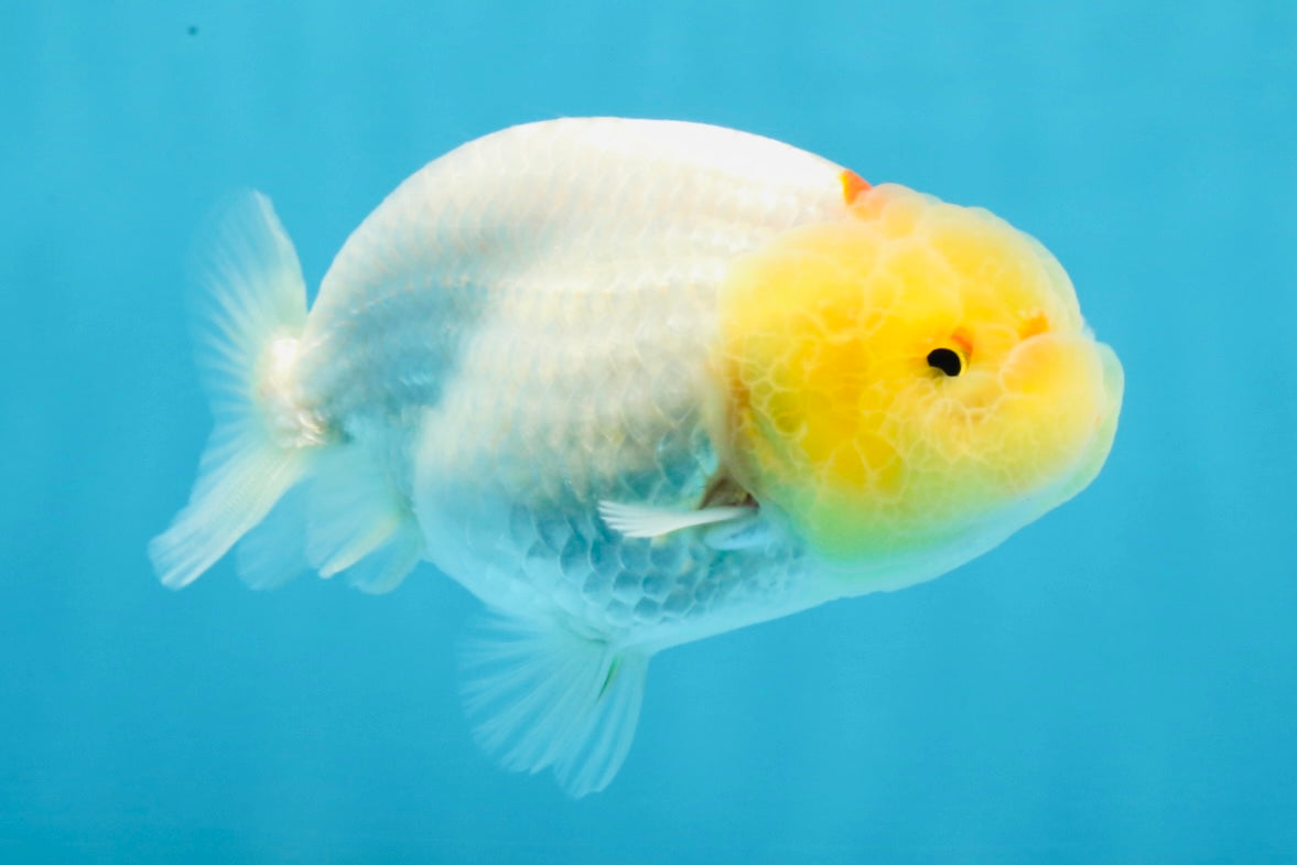 AAA Grade Lemonhead LionQueen 3.5 inches #101725LC_09