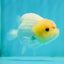 Lemonhead Lionchu Male 4 inches #1004LC_14