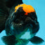 Red Head Oranda Female 5.5 inches #121324OR_15