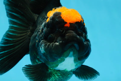 Red Head Oranda Female 5.5 inches #121324OR_15