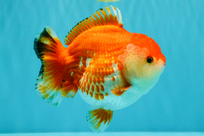 A Grade Red White Yuanbao Female 5.5 inches #031326YB_15