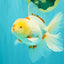 A Grade Red White Oranda Male 6 inches #102326OR_09