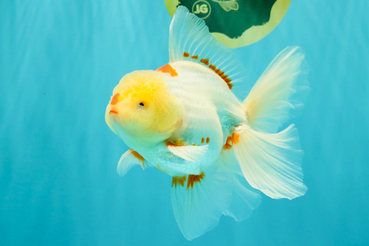 A Grade Red White Oranda Male 6 inches #102326OR_09