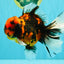 A Grade Tiger Oranda Male 6-6.5 inches #072426OR_20