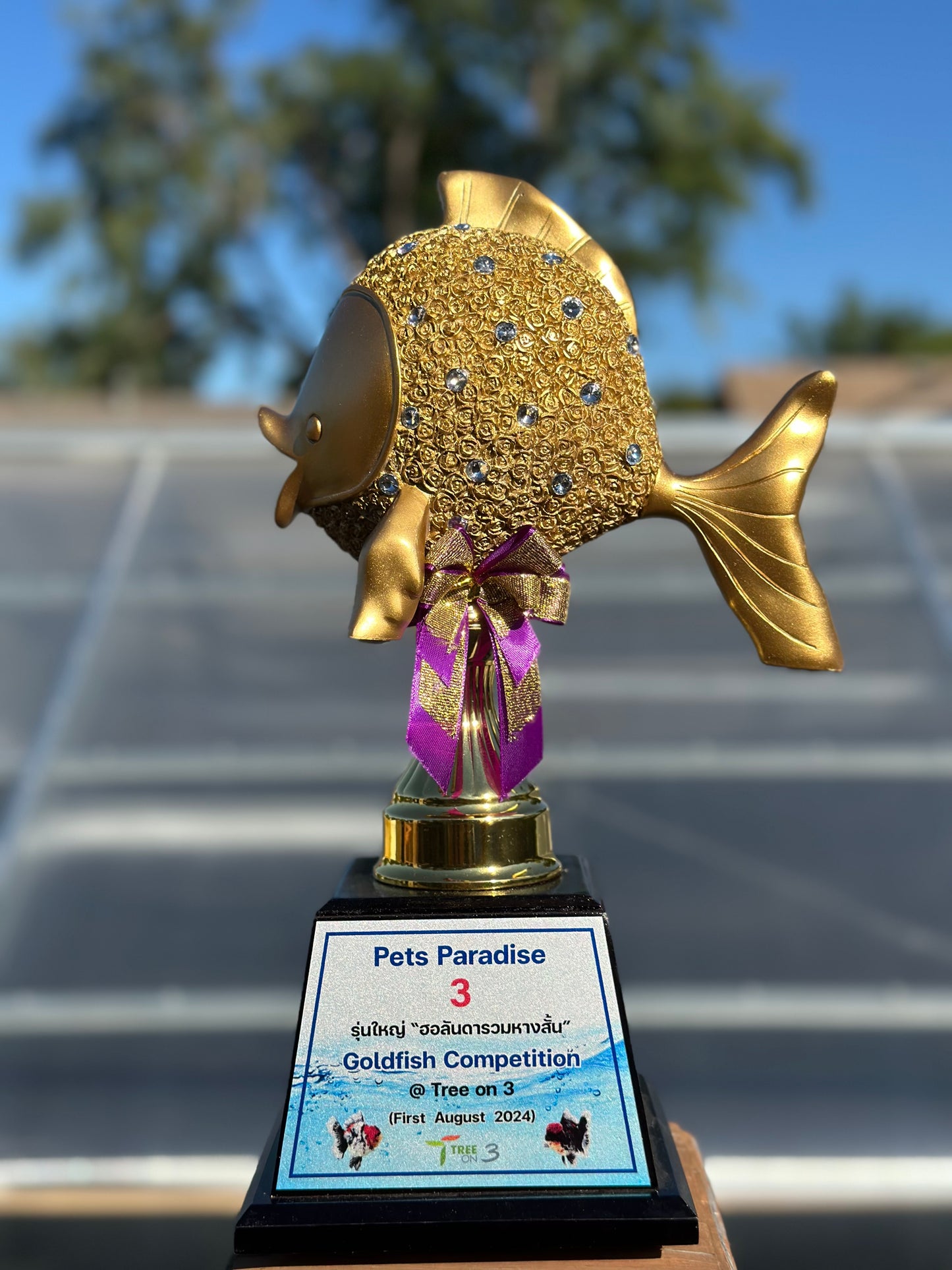 Champion Cup Trophy 3rd-place Thailand Goldfish Show - White Tiger Yuanbao