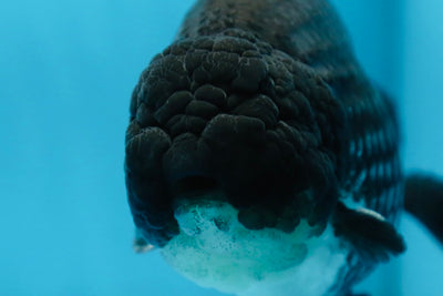 AAA Grade CHONKY Black Blue LionKing 5.5 inches #090525LC_05