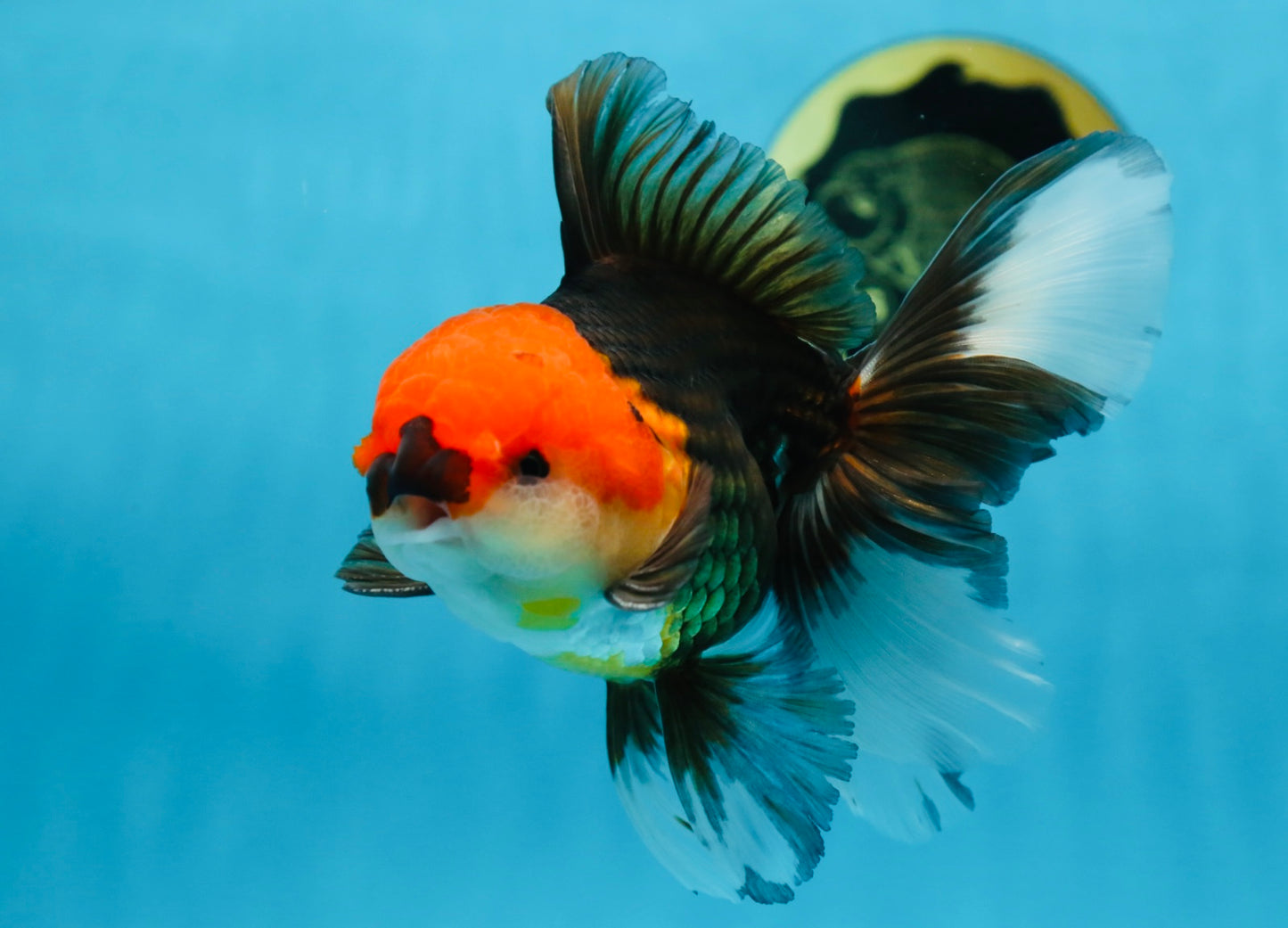 A Grade Tricolor Oranda Male 5.5 inches #081525OR_26