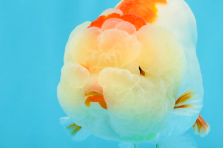 LIPSTICK AAA Grade Red White LionQueen 4.5 inches #032726LC_16