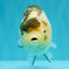 Chinese Milk Cow Ranchu Female 5.5-6 inches #031326RC_13