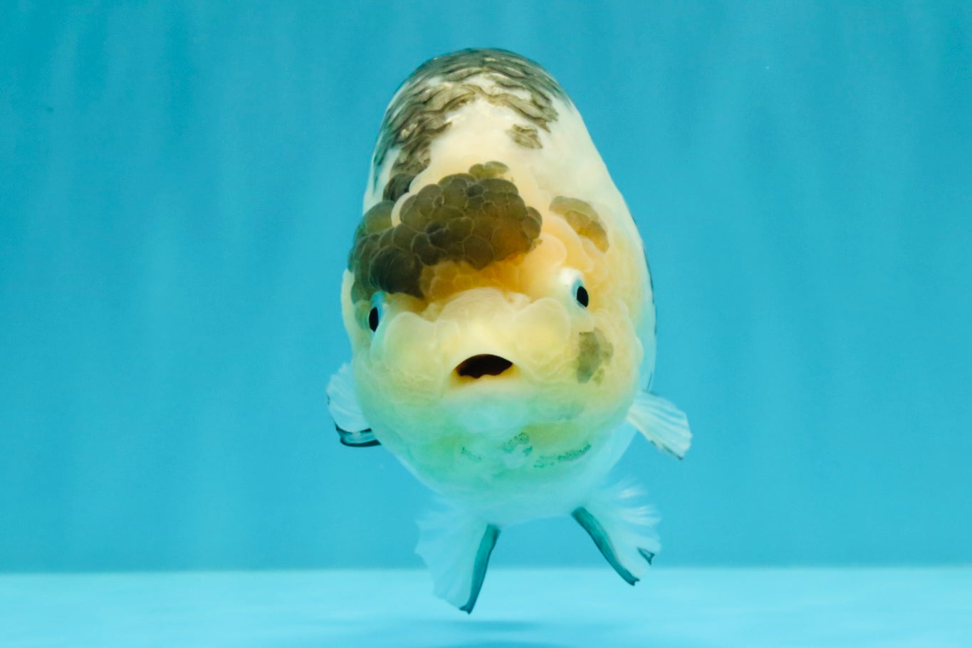 Chinese Milk Cow Ranchu Female 5.5-6 inches #031326RC_13