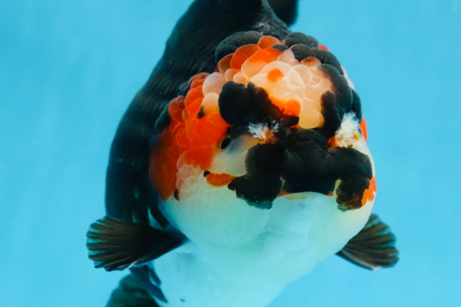 SHOW GRADE UNIQUE Godzilla Tricolor Yuanbao 5.5-6 inches #080825YB_888