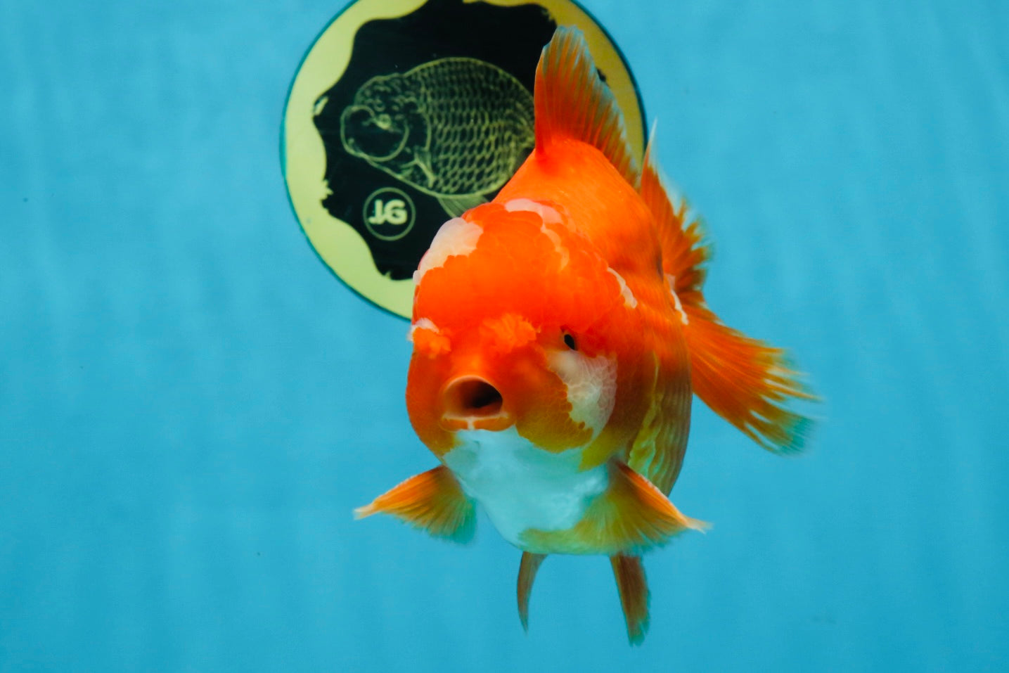 AAA Grade Red White Yuanbao Male 4.5 inches #103125YB_04