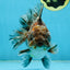 RARE A Grade Kirin Oranda Male 5.5 inches #120525OR_02