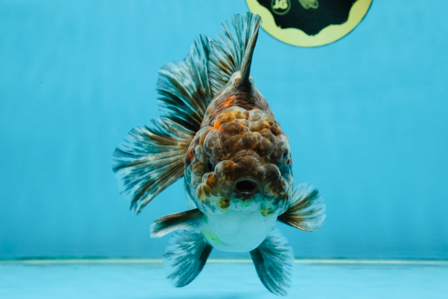 RARE A Grade Kirin Oranda Male 5.5 inches #120525OR_02