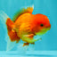 A Grade Red White Oranda Male 5.5 inches #061926OR_20