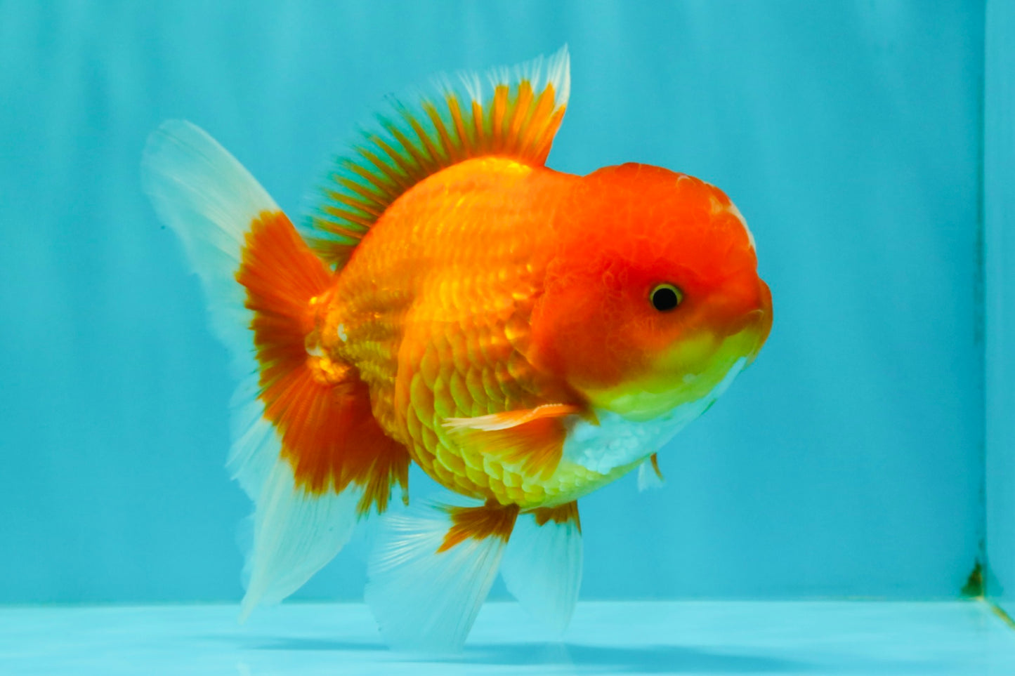 A Grade Red White Oranda Male 5.5 inches #061926OR_20