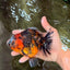 A Grade Tiger Oranda Female 5-5.5 inches #073126OR_20