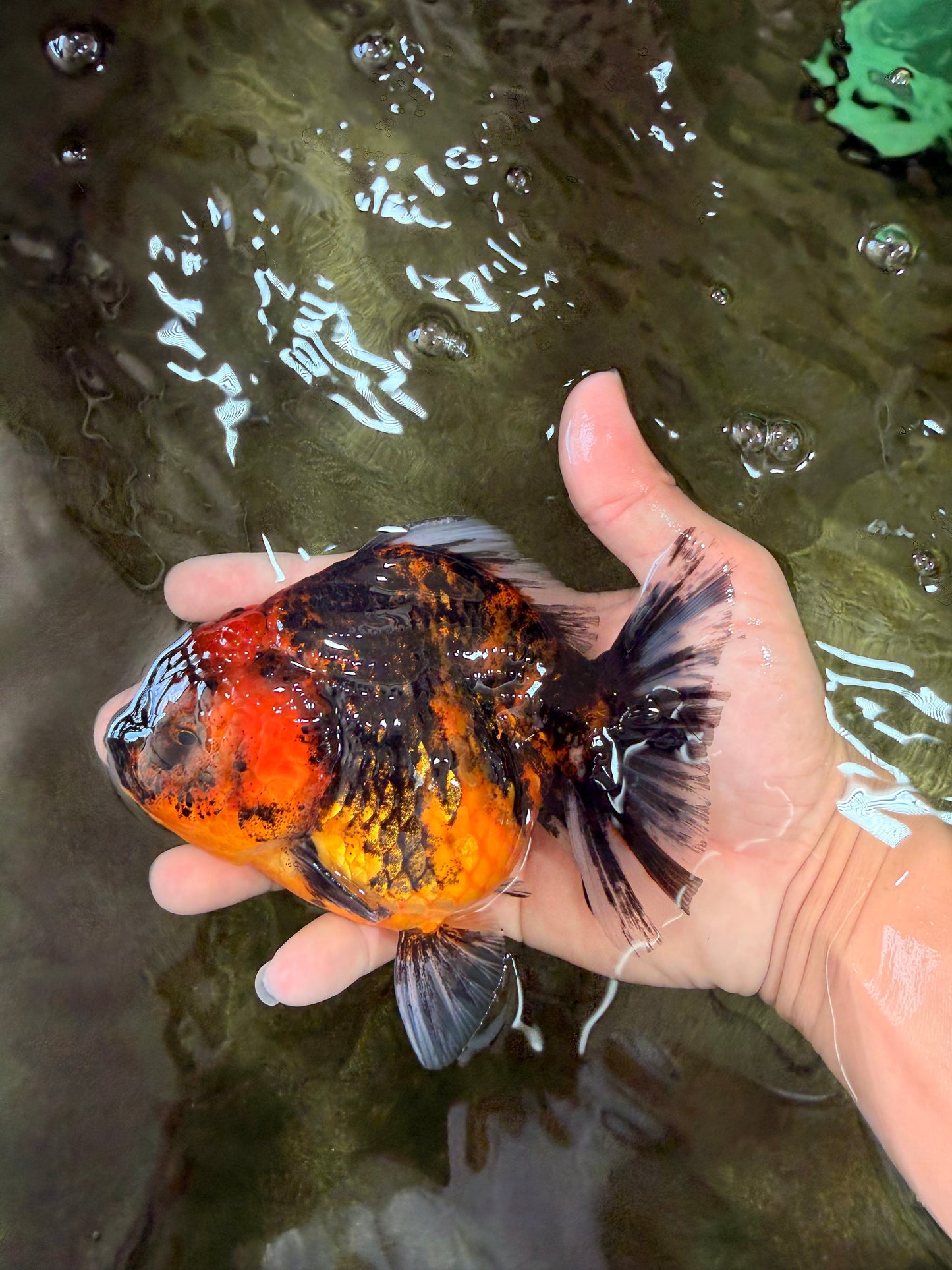 A Grade Tiger Oranda Female 5-5.5 inches #073126OR_20