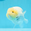 Lemonhead Snow Sakura Lionchu Male 4.5 inches #0510LC_29