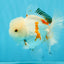 MARSHMALLOW Red White Oranda Male 5.5 inches #040326OR_16