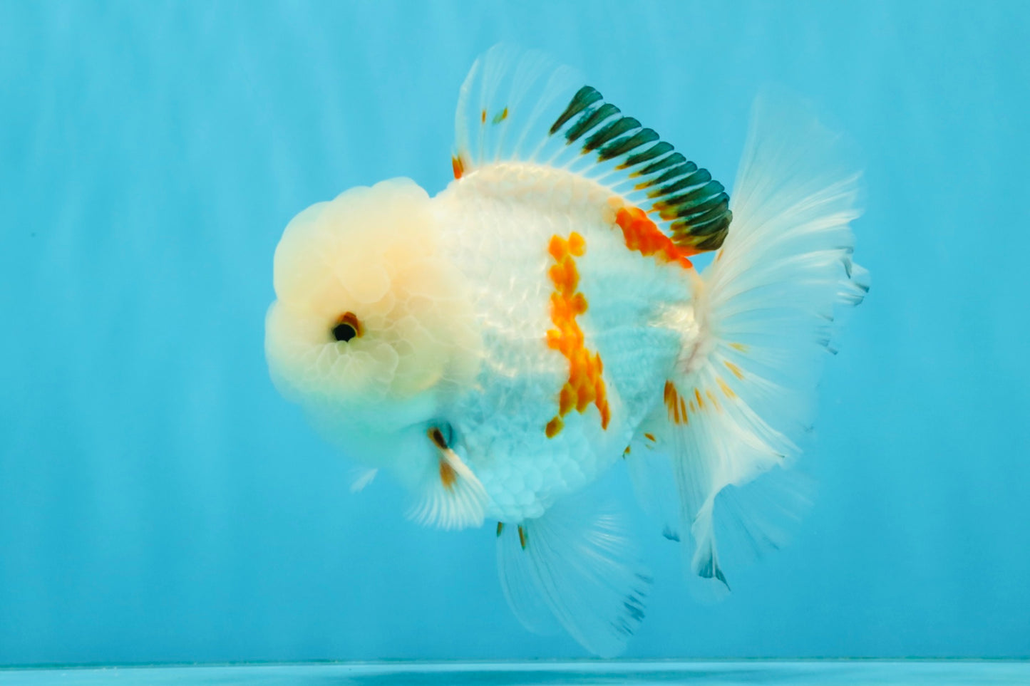 MARSHMALLOW Red White Oranda Male 5.5 inches #040326OR_16