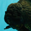 KING KONG AAA Grade Black Oranda Female 8 inches #100926OR_11