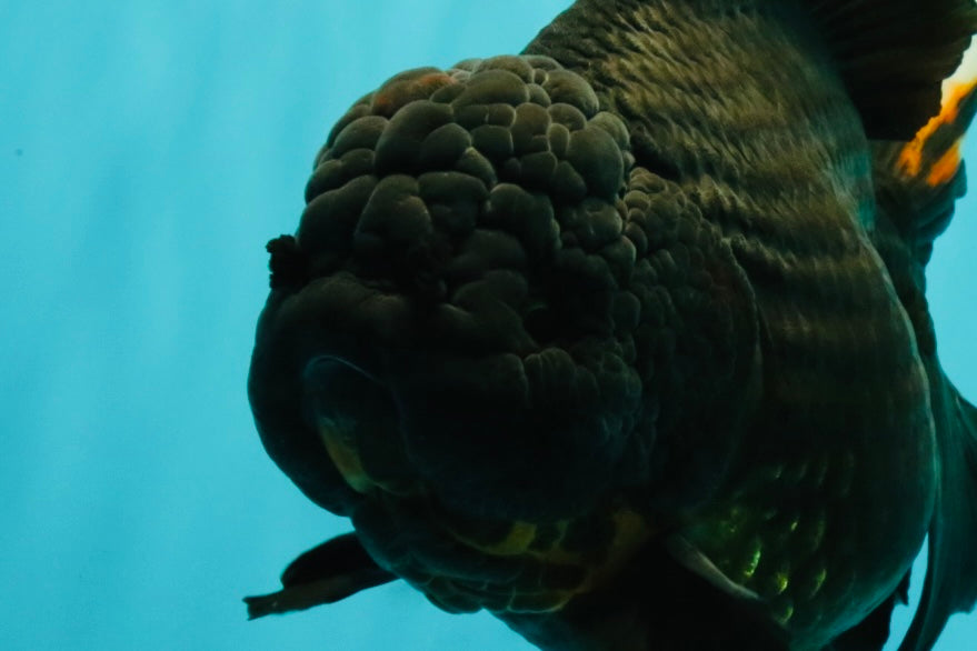 KING KONG AAA Grade Black Oranda Female 8 inches #100926OR_11