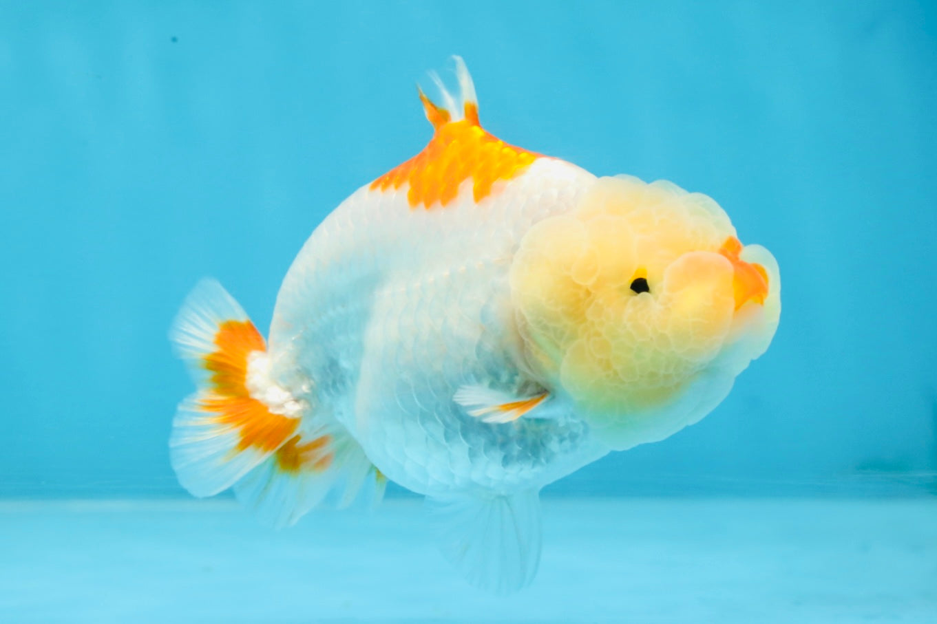 AAA Grade Red White Shark LionQueen 4 inches #101725LC_01