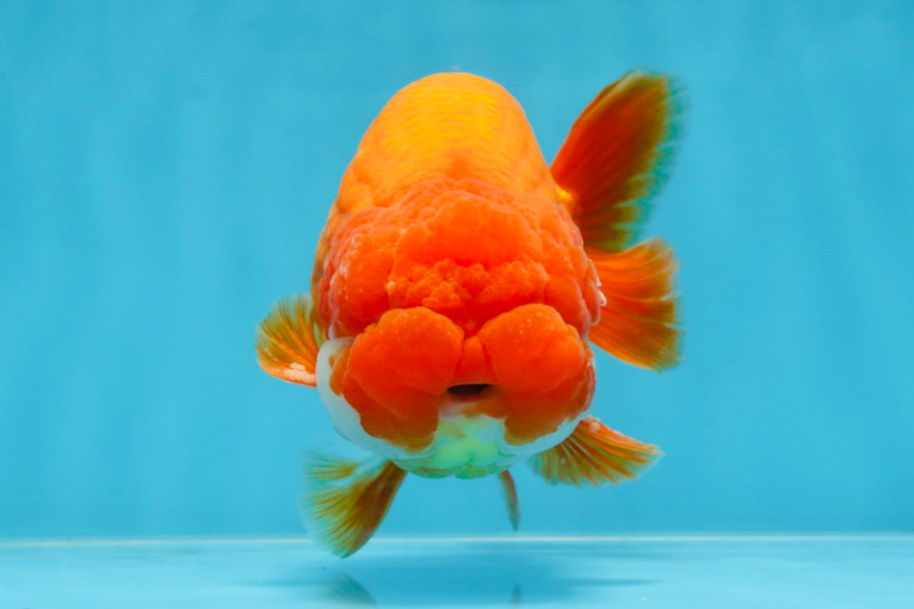 A Grade CHUBBY Red White LionKing 5.5 inches #100325LC_06