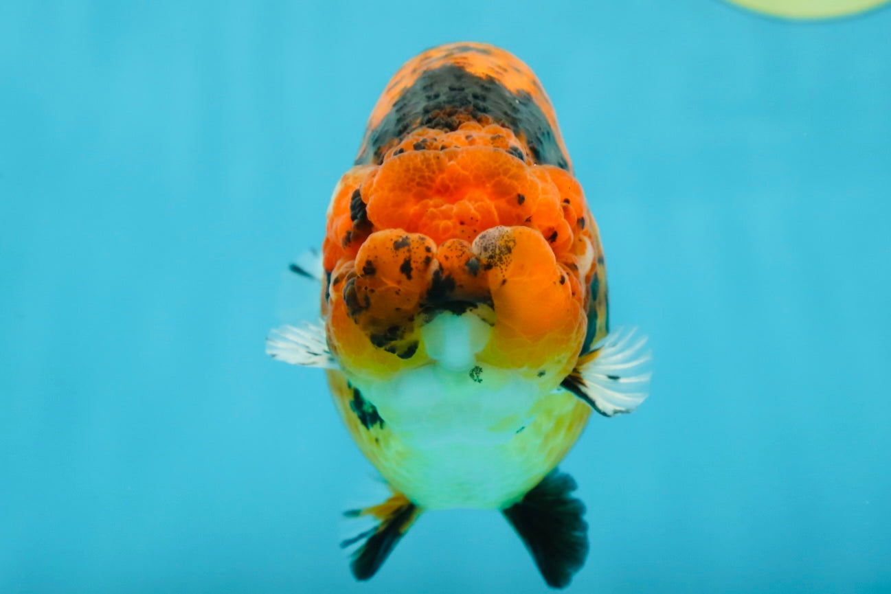 AAA Grade Tiger LionKing 5-5.5 inches #050925LC_05