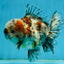CHONKY AAA Grade Calico Kirin Oranda Male 5-5.5 inches #121225OR_03