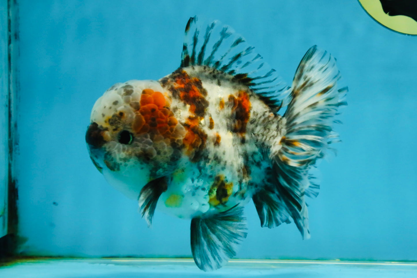 CHONKY AAA Grade Calico Kirin Oranda Male 5-5.5 inches #121225OR_03