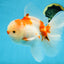 AAA Grade CHONKY Sakura Oranda Male 6 inches #082225OR_10