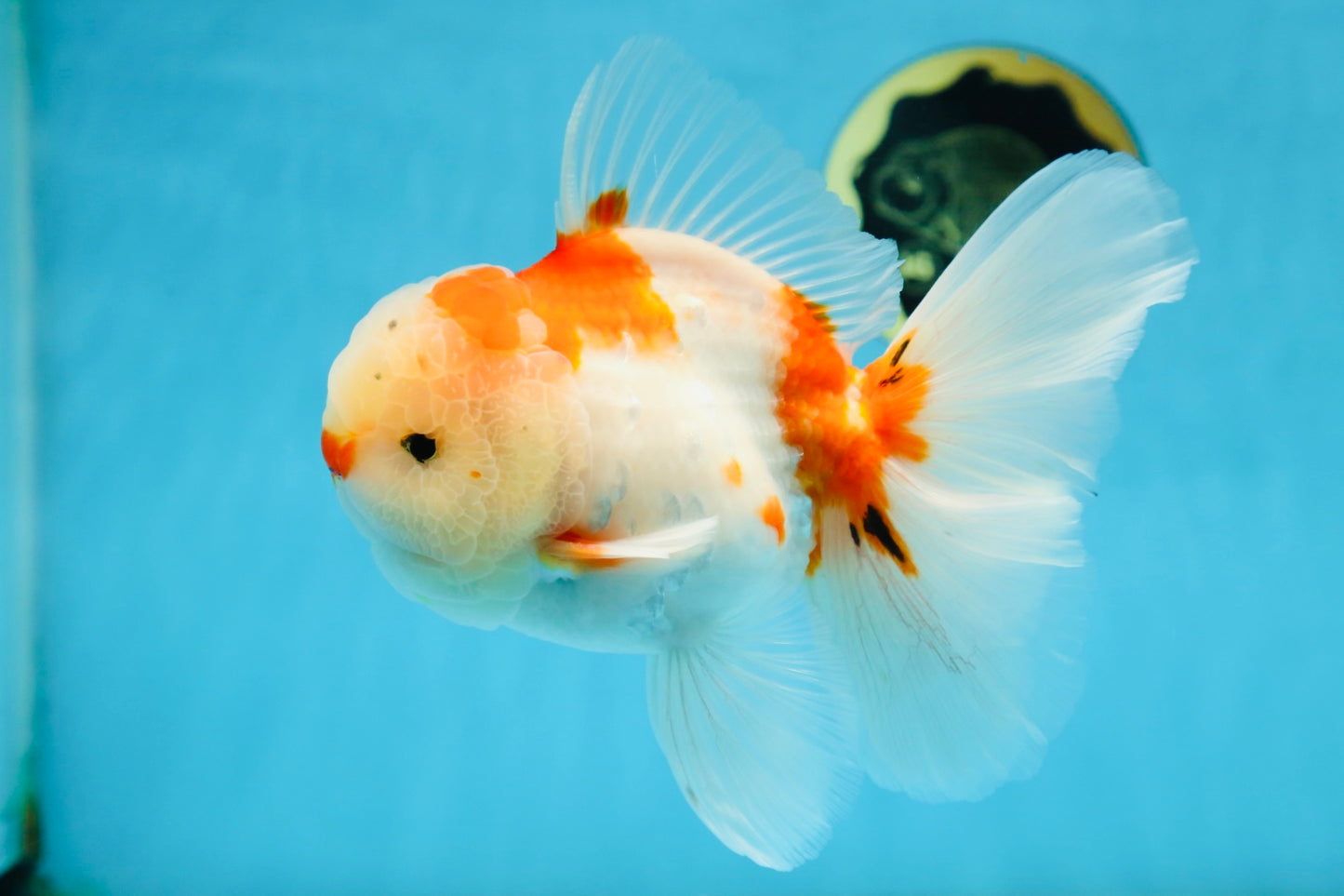 AAA Grade CHONKY Sakura Oranda Male 6 inches #082225OR_10