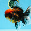 AAA Grade Godzilla Tiger Oranda Male 6 inches #080125OR_07