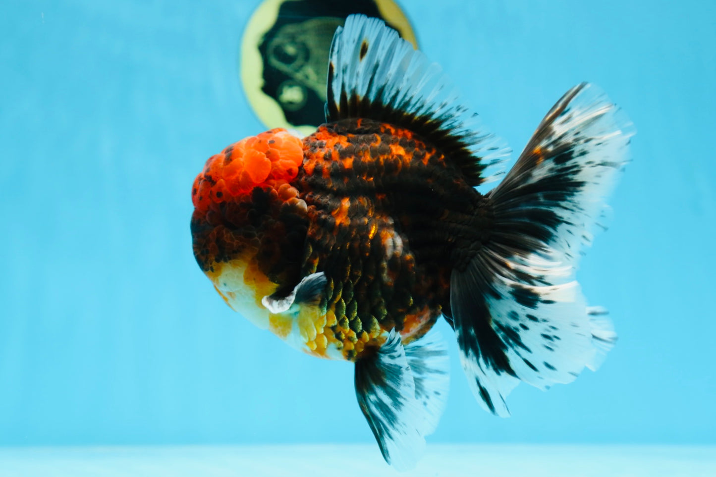 AAA Grade Godzilla Tiger Oranda Male 6 inches #080125OR_07