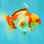A Grade Kohaku Red White Oranda Male 6 inches #081426OR_09
