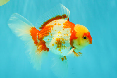 A Grade Kohaku Red White Oranda Male 6 inches #081426OR_09