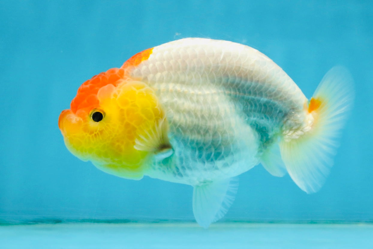 SUPER CUTE A Grade Red White LionQueen 4 inches #121225LC_08